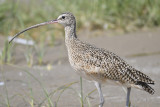 long-billed curlew BRD5724.JPG