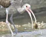 white ibis BRD5843.JPG