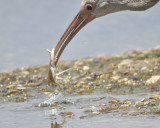 white ibis BRD5860.JPG