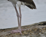 white ibis BRD5873.JPG