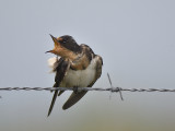 barn swallow BRD6940.JPG