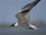 caspian tern BRD6813.JPG