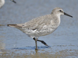 red knot BRD7261.JPG