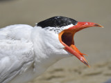 caspian tern BRD7321.JPG