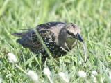 european starling BRD7535.JPG