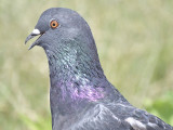 rock pigeon BRD7828.JPG