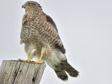 coopers hawk BRD7989.JPG