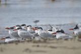 caspian tern BRD8844.JPG