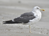 lesser black-backed gull BRD8922.JPG