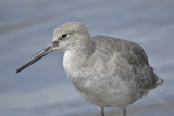 willet western BRD9004.JPG