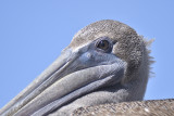 brown pelican BRD0110.JPG