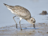 black-bellied plover BRD0881.JPG