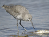 willet western BRD0957.JPG