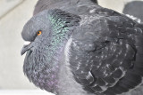 rock pigeon BRD1308.JPG