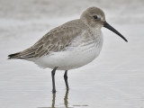 dunlin BRD1353.JPG