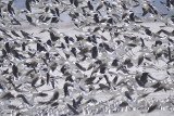 american avocet BRD1330.JPG