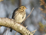 savannah sparrow BRD1480.JPG