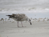 great black-backed gull BRD2344.JPG