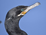 neotropic cormorant BRD2475.JPG