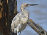 reddish egret BRD2572.JPG