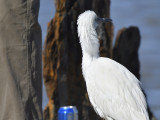 reddish egret BRD2574.JPG