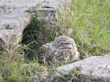 burrowing owl BRD4351.JPG