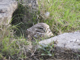 burrowing owl BRD4341.JPG