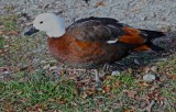 Glenorchy 2