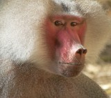 Hamadryas Baboon 6