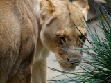 Lioness 3