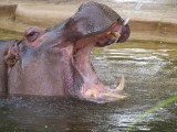 Adelaide Zoo South Australia