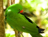 Male Eclectus Parrot