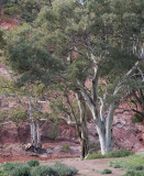 flinders_ranges