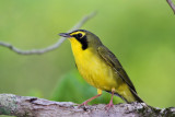 IMG_5716a Kentucky Warbler - male.jpg