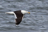IMG_8337 Great Black-backed Gull.jpg