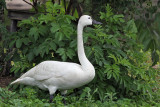 IMG_0861 Tundra Swan.jpg