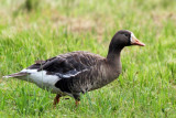 IMG_0780 Greater White-fronted Goose.jpg