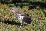 IMG_5083 Northern Mockingbird juvenile.jpg