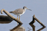 IMG_6748 Greater Yellowlegs.jpg