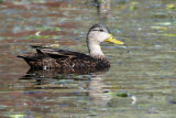 IMG_6070 American Black Duck.jpg