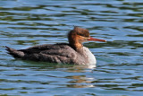 IMG_7500 Red-breasted Merganser.jpg