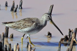 IMG_9323 Dowitcher.jpg