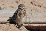 IMG_9233 Burrowing Owls.jpg