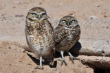 IMG_9252 Burrowing Owls.jpg