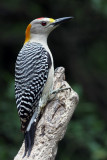 IMG_1440a Golden-fronted Woodpecker.jpg