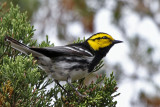 IMG_0232 Golden-cheeked Warbler.jpg