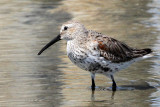 IMG_1989a Dunlin.jpg