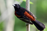 IMG_0818a Orchard Oriole male.jpg