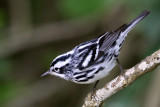 IMG_3463a Black-and-white Warbler.jpg