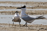 IMG_2567a Sandwich Tern.jpg